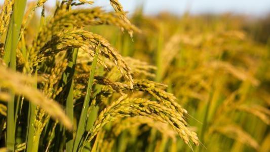 首页-PA真人集团有限公司官网